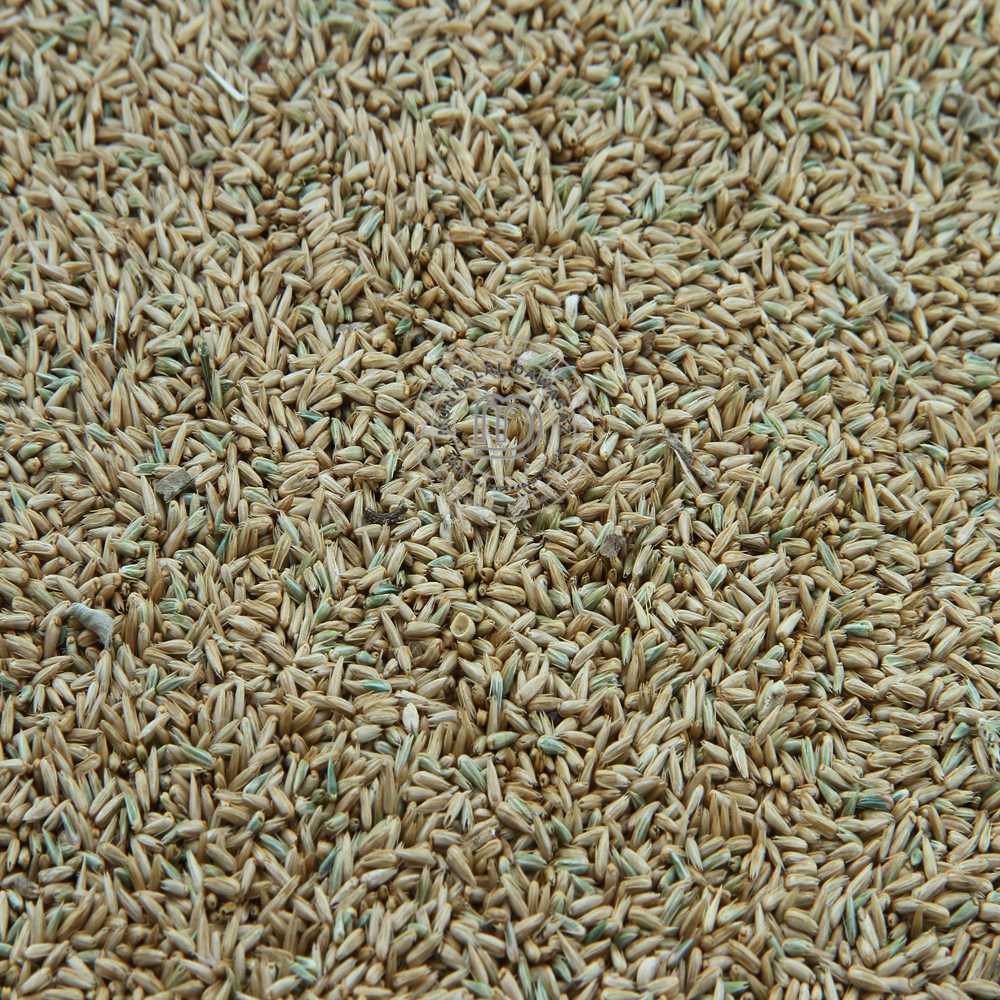 Uttareni Seeds